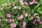 Potentilla fruticosa in year garden on background green sheet