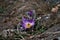 Potentilla grandis, graeter pasque flower.