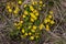 Potentilla neumanniana is a shrub with yellow flowers