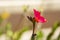 Potentilla Red Lady - Shrubby Cinquefoil