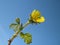 Potentilla tabernaemontani