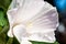 Potentilla tabernaemontani flower close-up