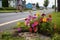 pothole filled with colorful flowers, with a bicycle passing by