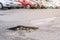 pothole with water after rain on asphalt roadway