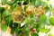 Pothos dorati o Epipremnum aureum, best indoor plant
