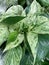 Pothos marble queen 2450