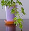 Pothos Plant Indoor Houseplant Bedroom is Popular for Health and Clean Air Plants