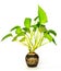 Pothos tree in a pot