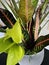 Pothosand croton petra house plant