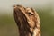 Potoo Bird imitiating Log