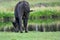 Potrait of aurochs on pasture from behind, drinking water