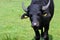 Potrait of aurochs on pasture in Poland