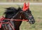 Potrait of a bay horse trotter breed in motion on hippodrome.