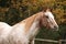 Potrait of beautiful appaloosa mare