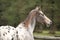 Potrait of beautiful appaloosa mare