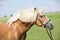 Potrait of beautiful haflinger stallion