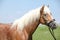 Potrait of beautiful haflinger stallion