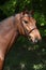 Potrait of beautiful horse with bridle