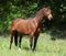 Potrait of beautiful horse with bridle