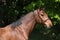 Potrait of beautiful horse with bridle