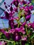 Potrait beautiful purple moth orchids flower