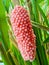 Potrait beautiful snail eggs in the garden