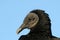Potrait of Black Vulture, Everglades National Park.