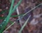 potrait of blue dragonfly on green leaf