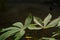 Potrait of cassava leaves shoot at the golden hours under the sunrise