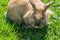 Potrait  of cute brown rabbit outdoors