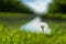 Potrait of a dandelion with extrem blurry background