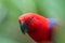 Potrait of eclectus parrot against green background