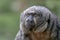 Potrait of a female white faced saki monkey  Apenheul in the Netherlands, Europe.