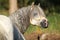 Potrait of gorgeous stallion bathing in river