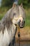 Potrait of gorgeous stallion bathing in river