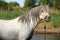 Potrait of gorgeous stallion bathing in river