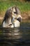 Potrait of gorgeous stallion bathing in river