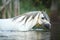 Potrait of gorgeous stallion swimming in river