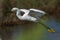 Potrait of the Great egret Ardea alba