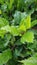 a potrait green branch in the tropical forest