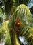 potrait of a green coconut tree