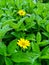 Potrait Green leaves with beautiful yellow flowers