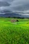 Potrait of green rice fields in the morning with cloudy and dark views