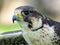 Potrait of a Gry-Saker Falcon Hybrid Raptor Bird