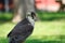 Potrait of a Gry-Saker Falcon Hybrid Raptor Bird