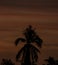 potrait of orange sunset with coconut tree silhouette