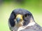 Potrait of a Peregrine Falcon Raptor Bird