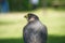 Potrait of a Peregrine Falcon Raptor Bird