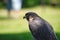 Potrait of a Peregrine Falcon Raptor Bird