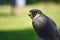 Potrait of a Peregrine Falcon Raptor Bird